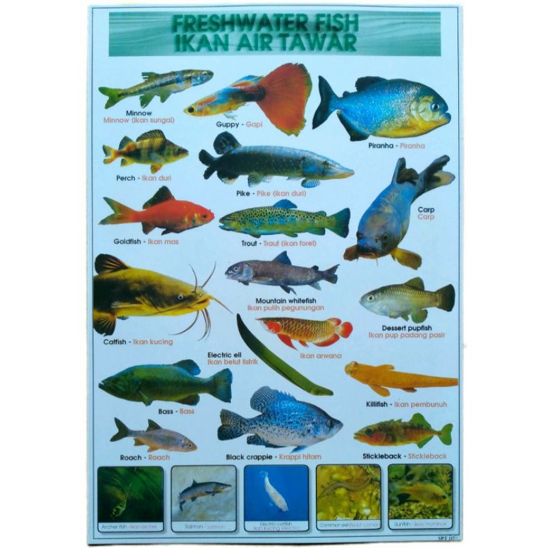 Jual POSTER Ikan Air Tawar/ Aquarium Fish | Shopee Indonesia