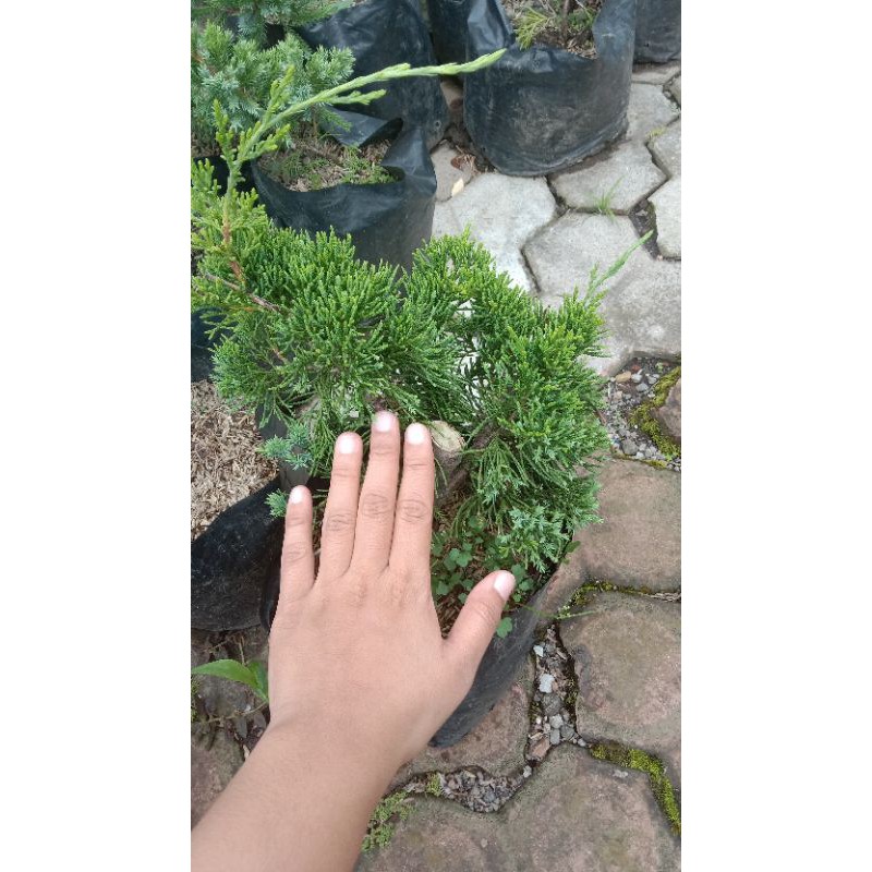 Jual Cemara Sinensis Hijau Batang Besar | Shopee Indonesia