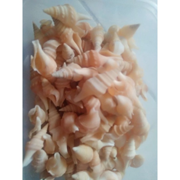 Jual cangkang kerang terompet | Shopee Indonesia