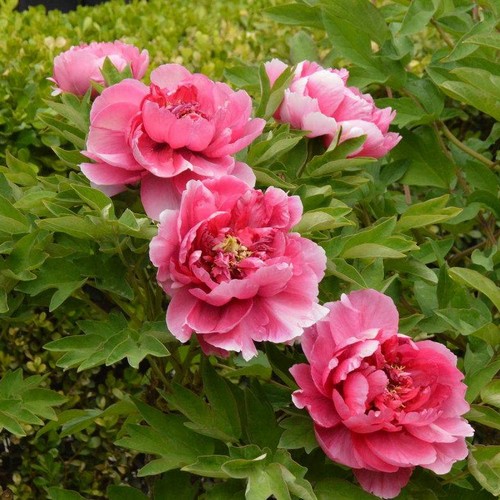 Jual Benih Bunga Biji Peony Mixed Botan 10 seeds | Shopee Indonesia