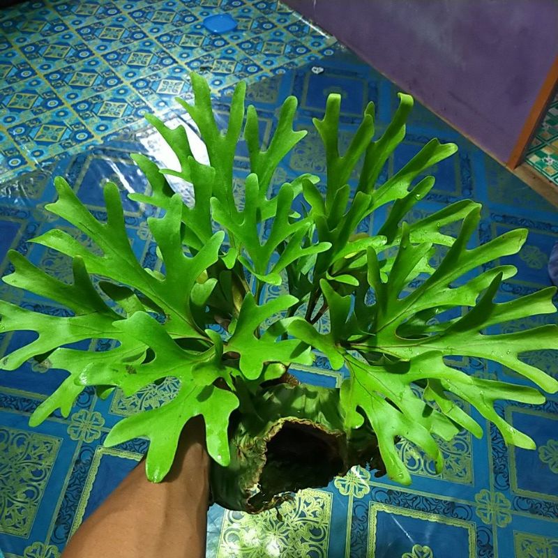 Jual Ready Tanduk rusa platycerium maksimal beli 4 pohon stu resy ...