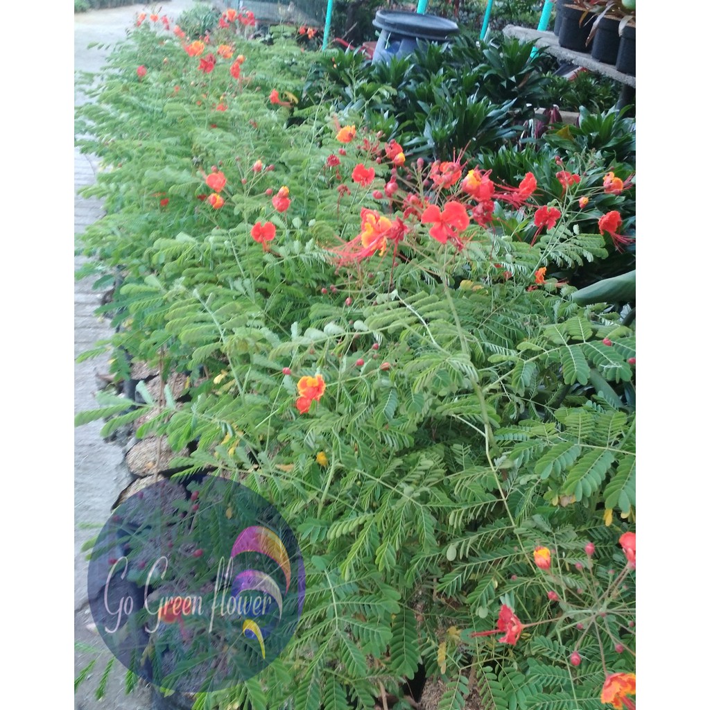 Jual BUNGA FLAMBOYAN DELONIX REGIA TANAMAN PENGHIJAUAN BUNGA EXOTIC ...