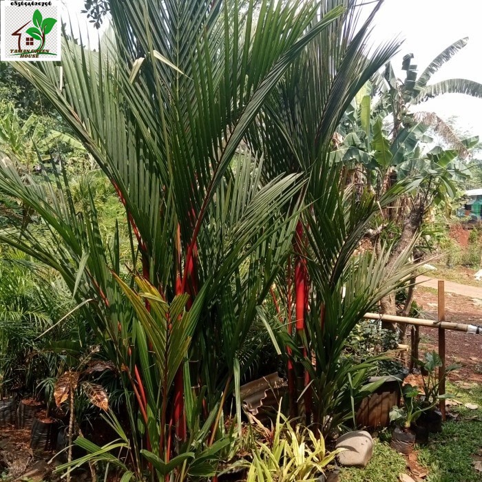 Jual Tanaman Hias Pohon Palem Merah 3 Meter Shopee Indonesia