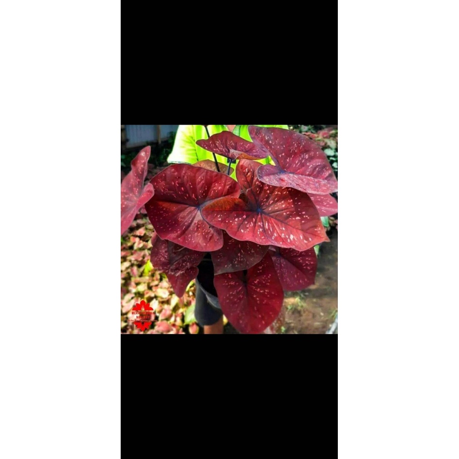 Jual umbi Caladium deep of heart / keladi hias merah | Shopee Indonesia