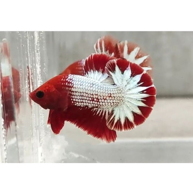 Jual ikan cupang White Scale Import vietnam - Kota Administrasi Jakarta  Barat - Crystal_genetics