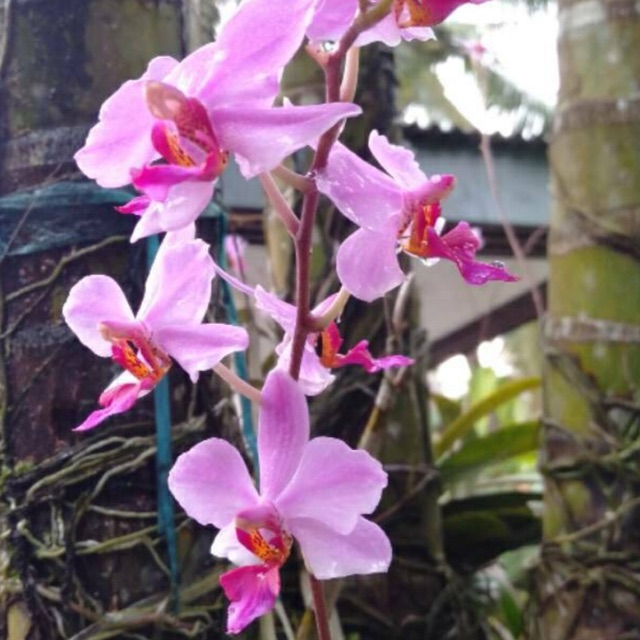 Jual Anggrek doritis Shopee Indonesia