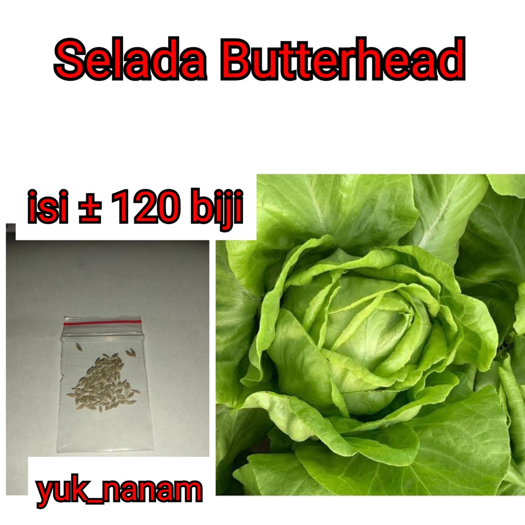 Jual 120 Benih Selada Butterhead Bibit Seribuan Sayuran Lettuce Cream
