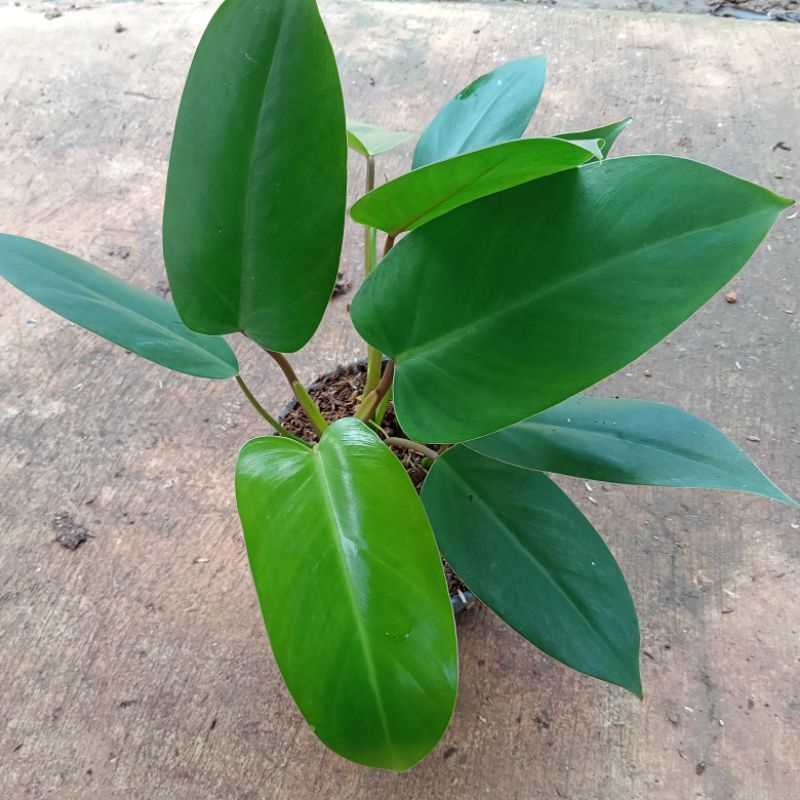 Jual Tanaman Hias Pohon Pilo Eruberscen Green Amerald | Shopee Indonesia