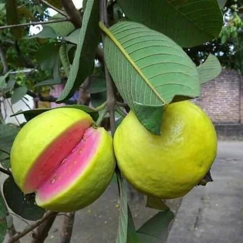 Jual Bibit Buah Jambu Biji Merah Bangkok Benih Tanaman Buah Buahan Unggul Red Guava Buah Besar