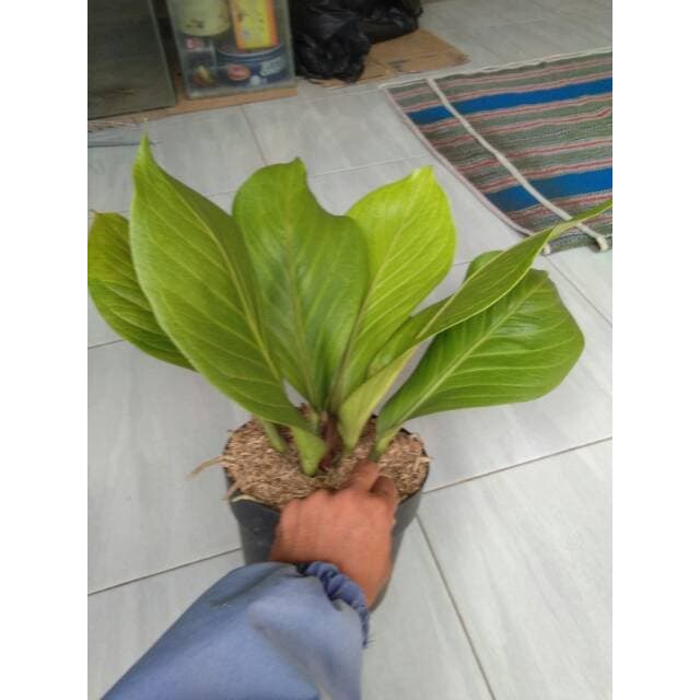 Jual Pusat Jual Tanaman Hias Anthurium Jemani Cobra Antorium Jenmani Uk