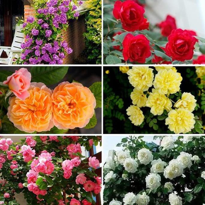 Jual Ini Benih Bibit Biji Bunga Mawar Rambat Climbing Rose Mix