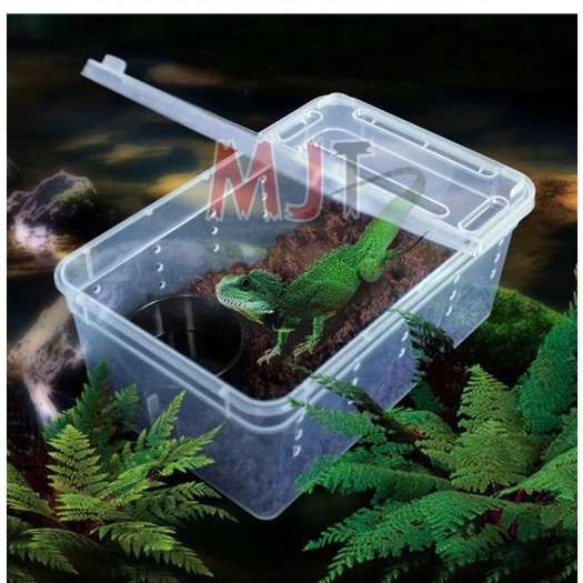 Jual Kandang Tarantula Enclosure Tarantula Box Reptil Gecko BD Iguana S ...