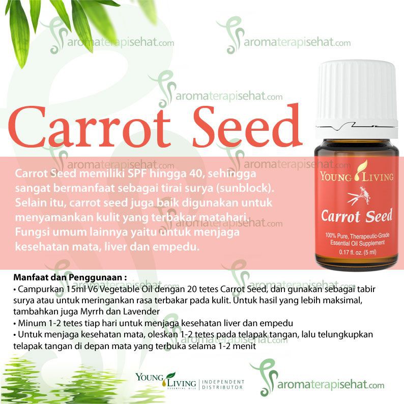 What You Should Know About Carrot Seed Essential Oil - Young Living Blog  Indonesia
