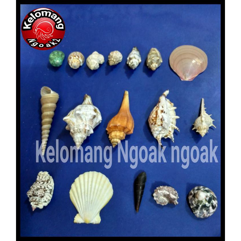 Jual Cangkang Kerang Hias Shopee Indonesia