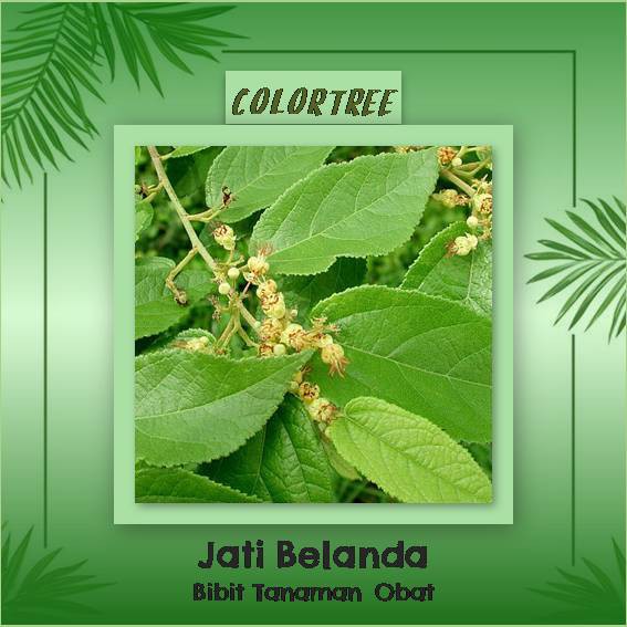 Jual Bibit Tanaman Obat Jati Belanda (Kolesterol) | Shopee Indonesia