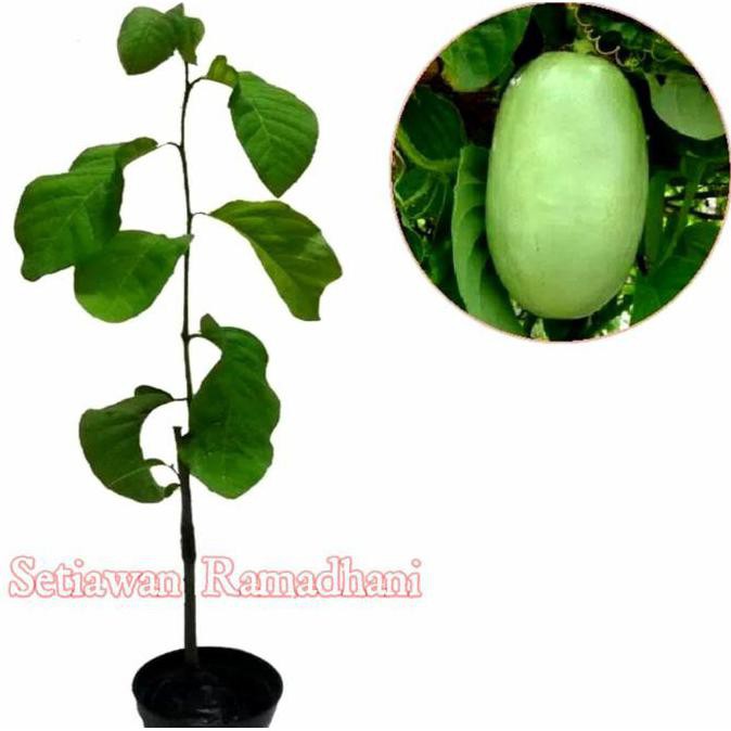 Jual Xina Bibit Tanaman Buah Markisa Jumbo V0C C1O | Shopee Indonesia