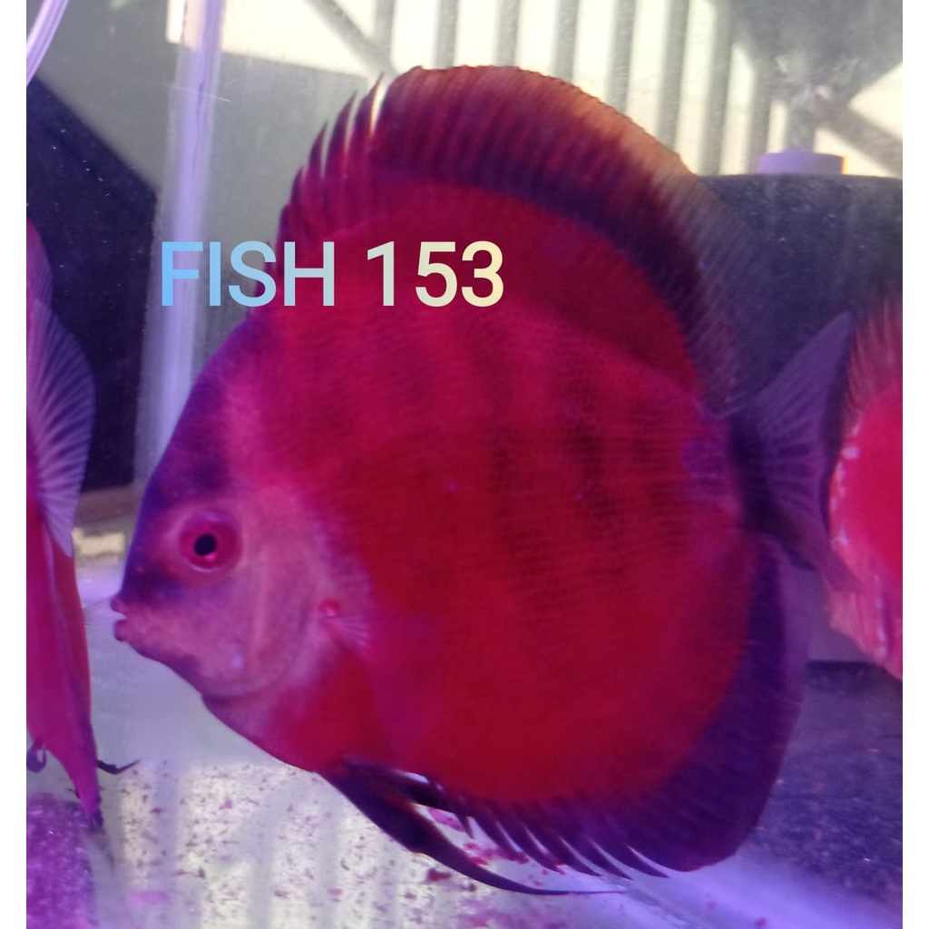 jual-discus-san-merah-2-5-inch-s-d-4-inch-shopee-indonesia
