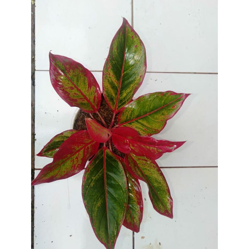 Jual tanaman hias aglonema liftik | Shopee Indonesia