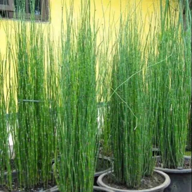 Tanaman hias bambu air-tanaman air bambu