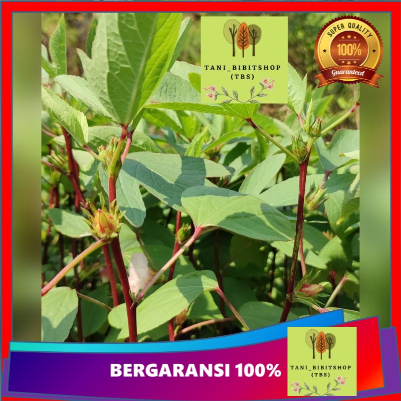 Jual BIBIT ROSELA MERAH TANAMAN ROSELLA | Shopee Indonesia