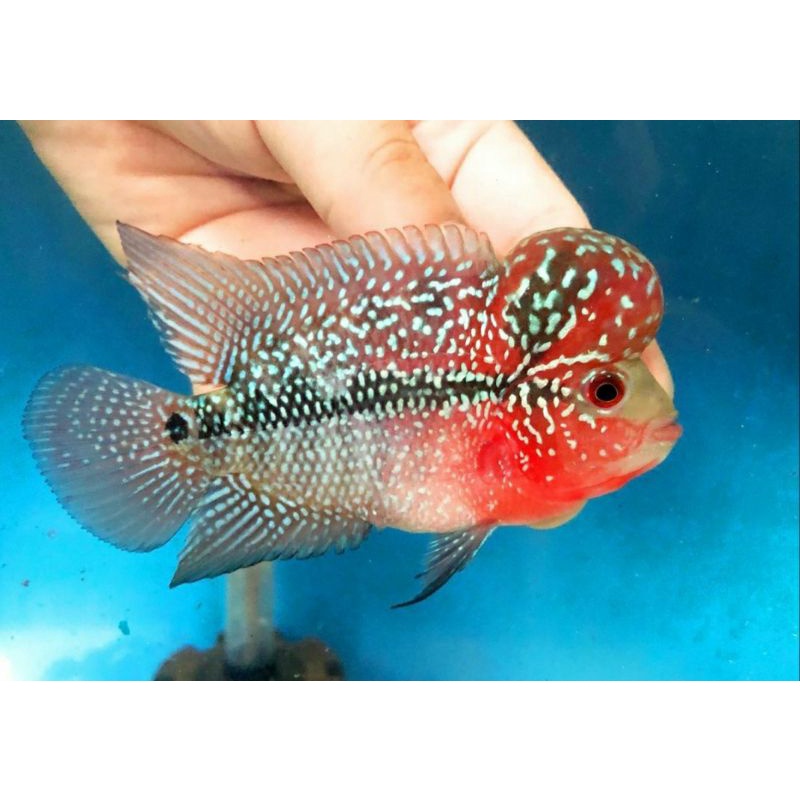 Seriensis SRD Size 2-3cm