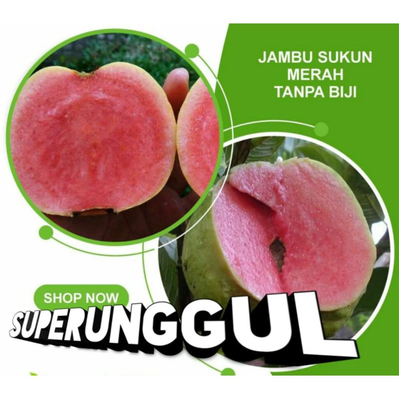 Bibit Jambu Sukun Merah