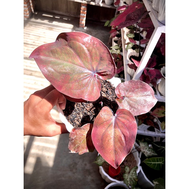 Jual Caladium Thailand Red Maroon,Caladium hybrid,Caladium hias ...