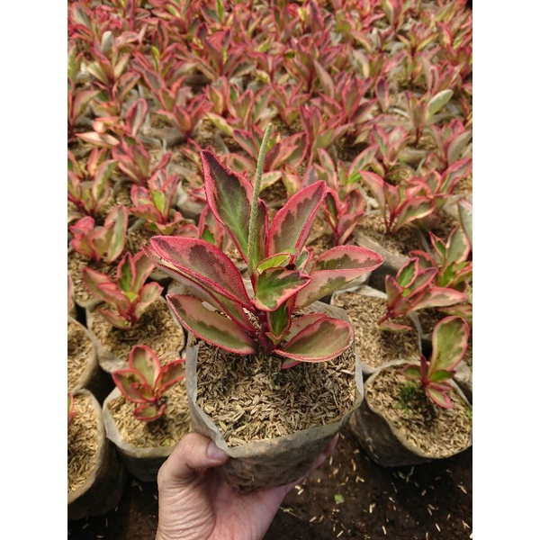 Jual Peperomia Clusiifolia Teplant Merah Beli 9 GRATIS 1 (Pusat Tanaman ...