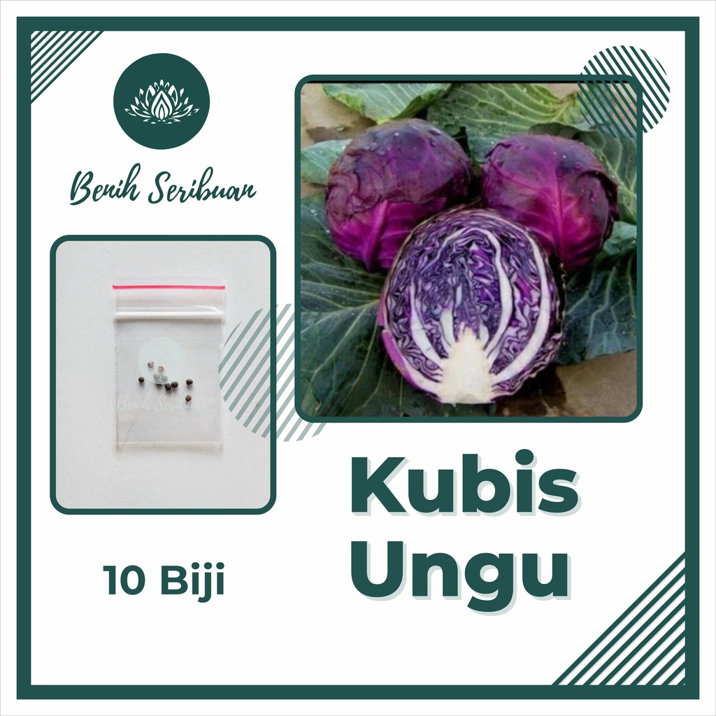 Jual 10 Bibit Kol Kubis Ungu F1 Hibrida Scarlet Benih Sayuran Cabbage