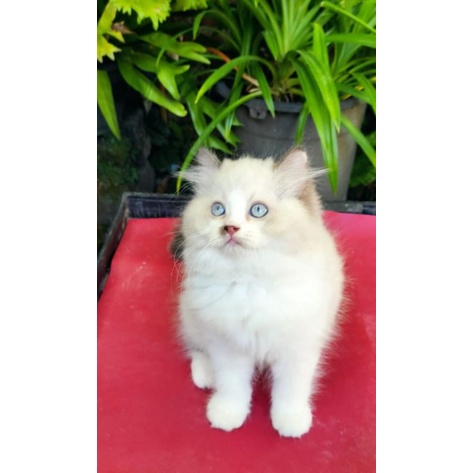 Jual kitten midol himalayaxragdoll | Shopee Indonesia