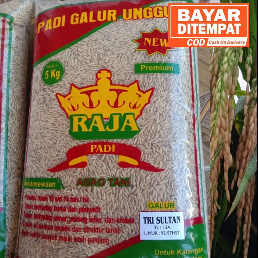 Jual Benih Padi Trisultan Bibit Unggul Tri Sultan 5kg Shopee Indonesia