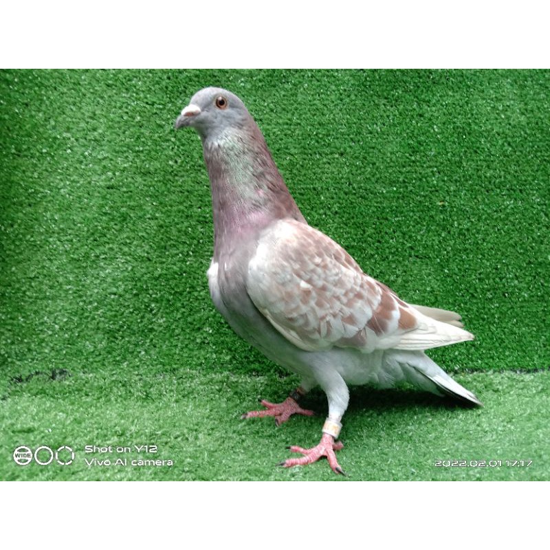 Jual merpati pos RC Induk jantan L21 | Shopee Indonesia