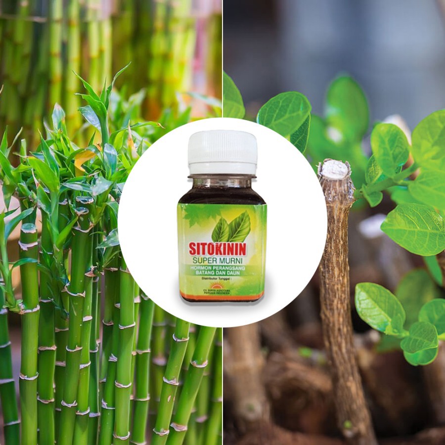 Jual Sitokinin Hormon Pertumbuhan Daun dan Batang Tanaman - Netto 60 ML ...
