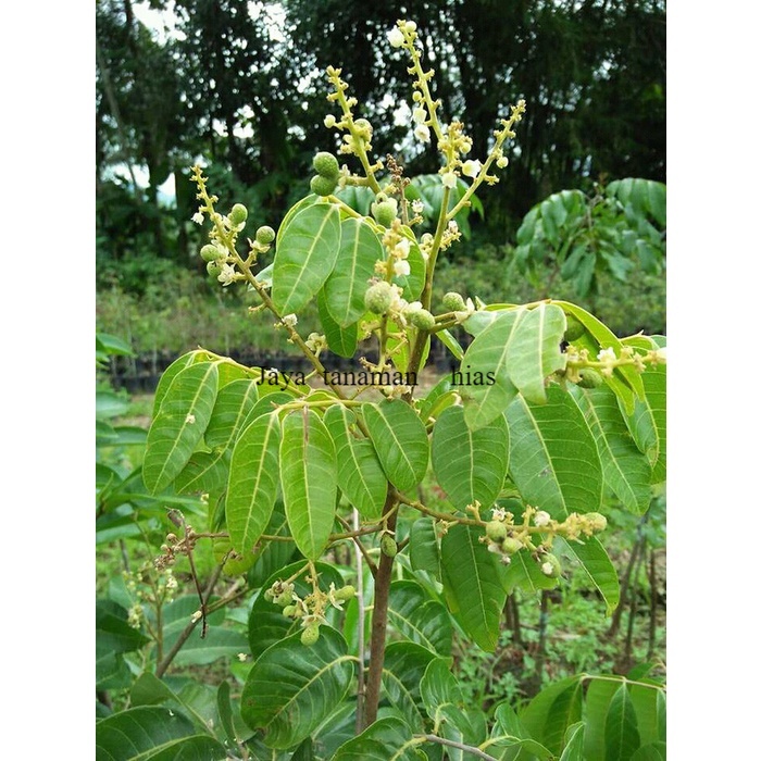 Jual Bibit tanaman buah Lengkeng Matalada(siap berbuah) | Shopee Indonesia