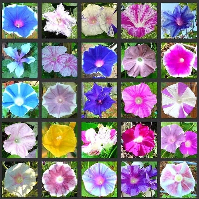Jual Victory Seed Bibit Benih Bunga Morning Glory Mix (Isi 5 Gram ...