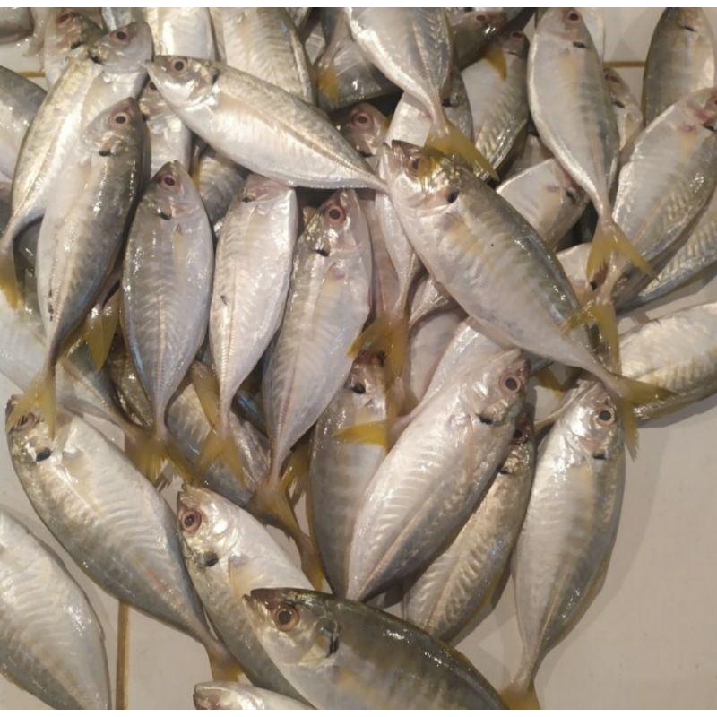 Jual Ikan Selar Fresh | Shopee Indonesia