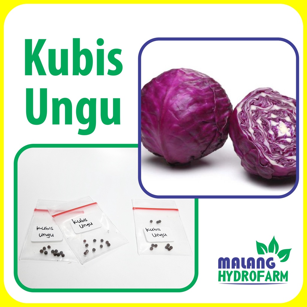 Jual Benih Kubis Ungu Unggulan Sayur Kol Berkualitas Biji Bibit