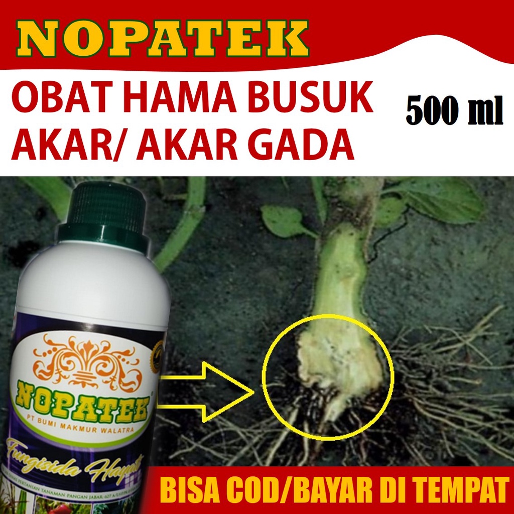 Jual Nopatek Fungisida Mengatasi Akar Gada Pada Kubis Cabai Sawi