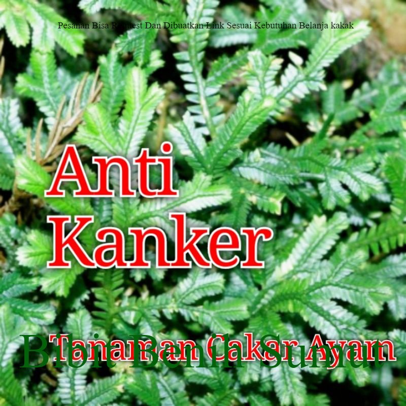 Jual Tanaman Cakar Ayam Herbal Selaginella doederleinii hieron rumput ...
