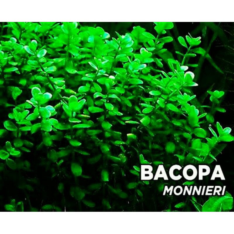 Jual bacopa monnieri compact PERBATANG tanaman aquascape | Shopee Indonesia