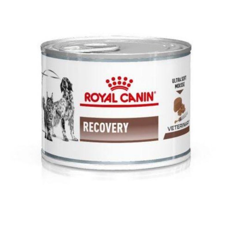 Rc recovery untuk kucing top