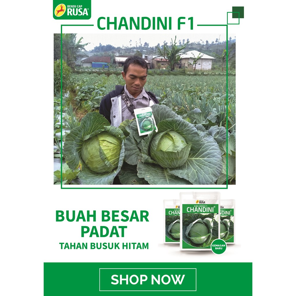 Jual Benih Cap Rusa - 3330 BENIH BIBIT BIJI KUBIS CHANDINI - 25 & 10 ...