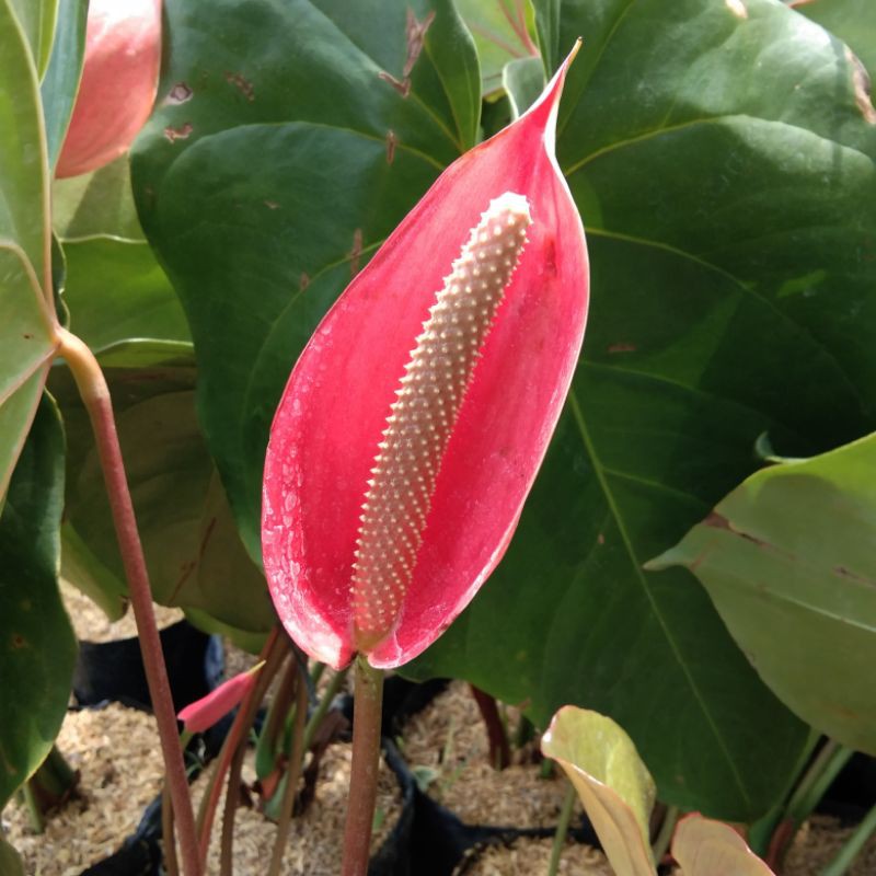 Jual Anthorium Bunga Besar - ( Lokal - Batu ) | Shopee Indonesia