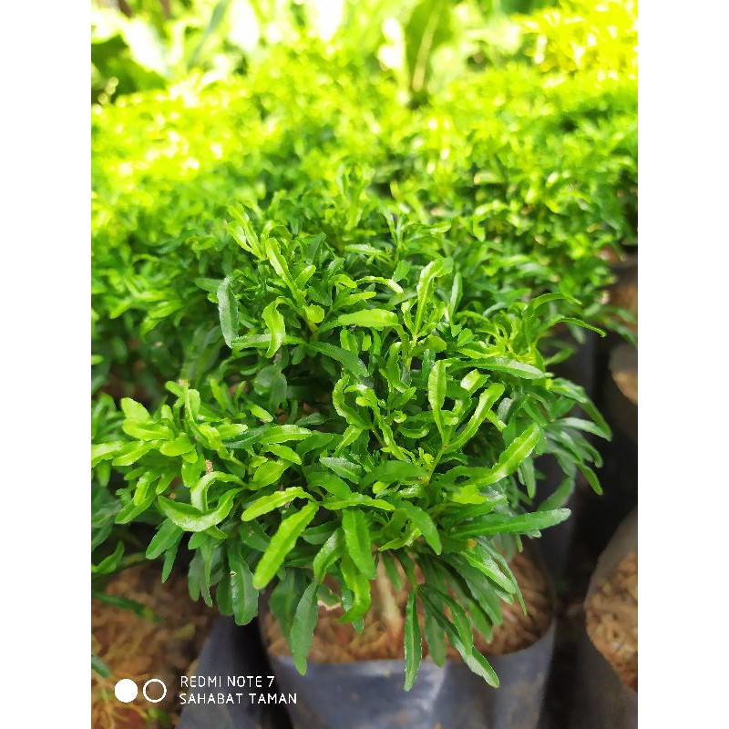 Jual Brokoli Hijau/Tanaman hias Brokoli hijau | Shopee Indonesia