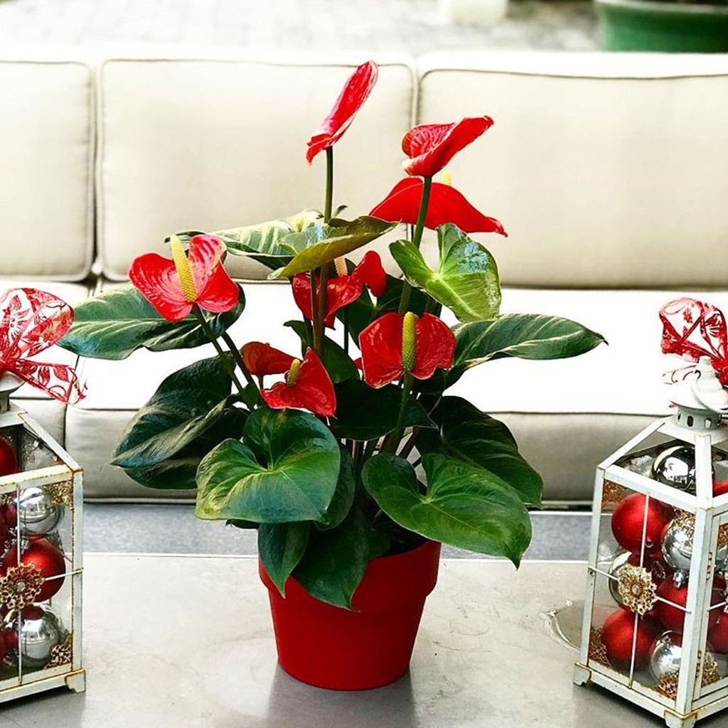 Tanaman hias Anthurium bunga merah HOLLAND