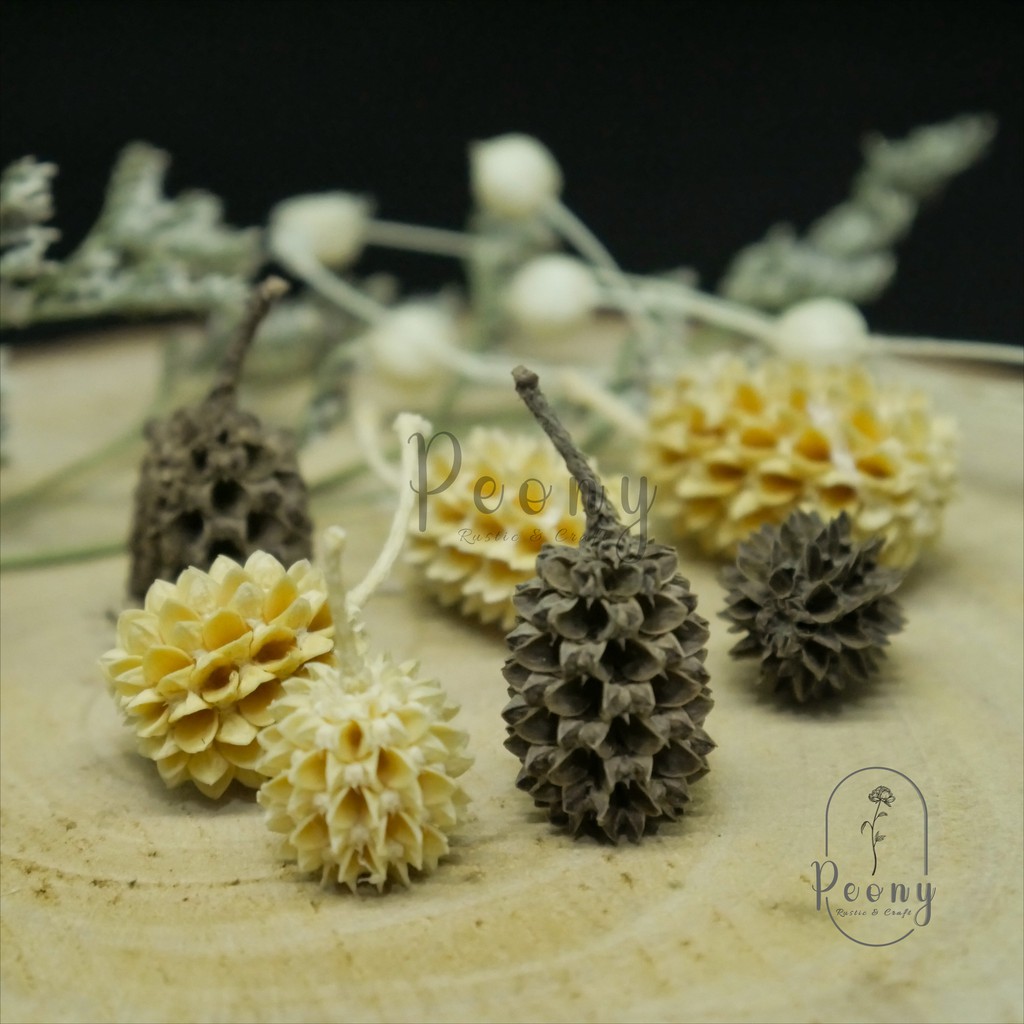 Jual Bunga Durian Terlengkap & Harga Terbaru Juli 2026 | Shopee Indonesia