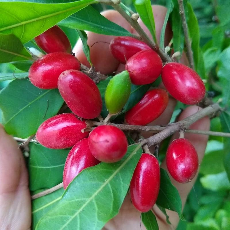 Jual Tanaman Buah Miracle Fruit Berbuah Buah Ajaib Magic Fruit Synsepalum Dulcificum