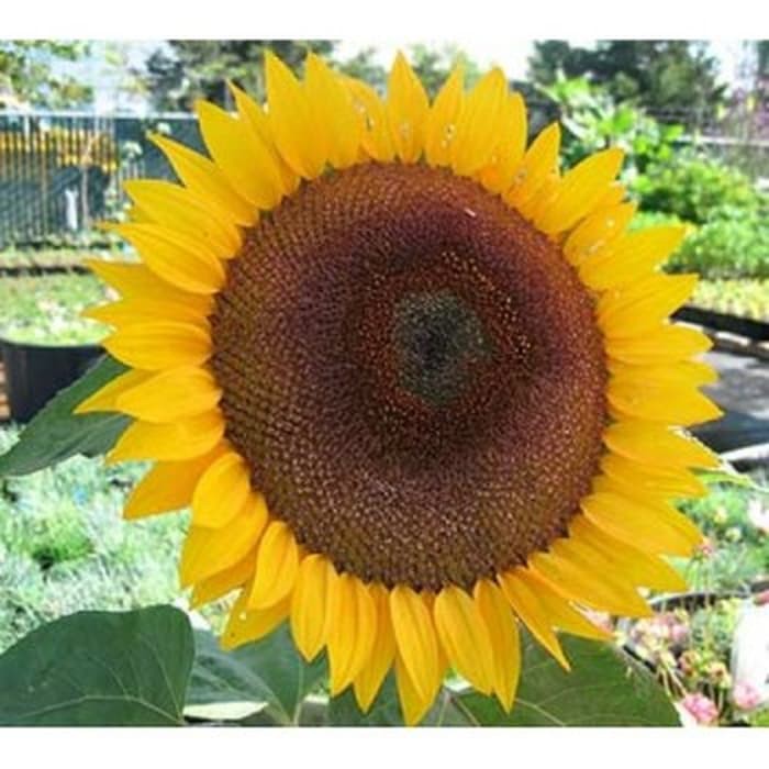 Jual 10 biji benih SF bunga matahari Kuning Bunga Jumbo single Flower ...