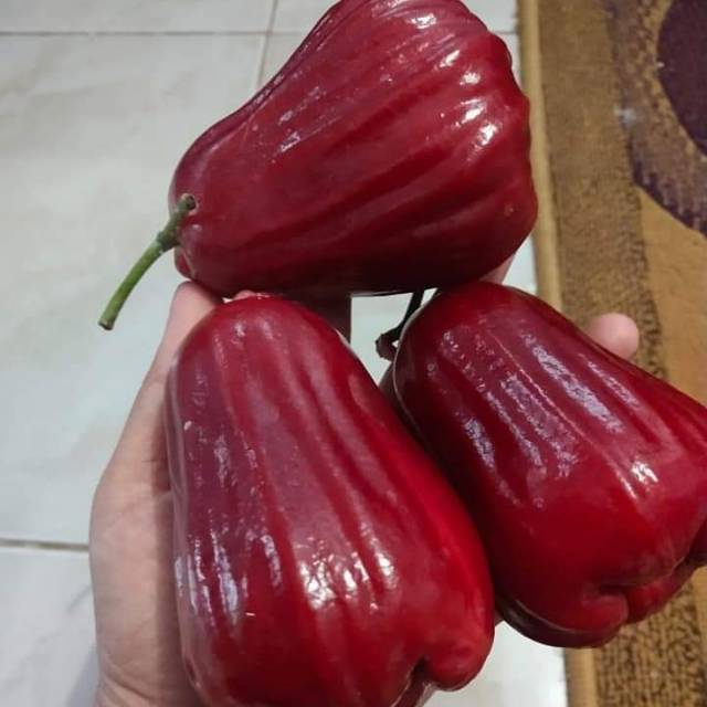 Bibit jambu citra super jumbo stek okulasi cepat berbuah