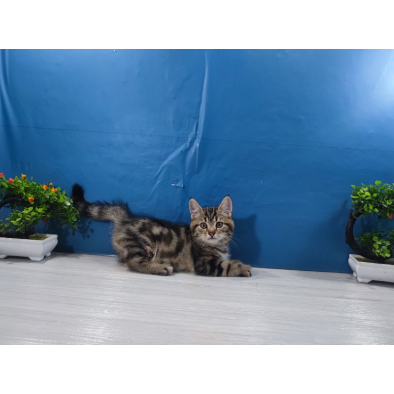 Jual kucing kitten American Shorthair | Shopee Indonesia